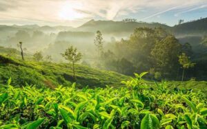 Kerala tour packages